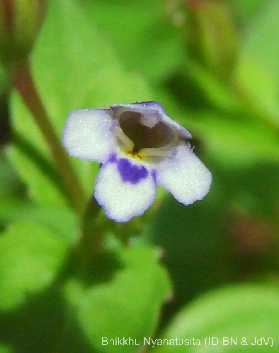 Torenia crustacea (L.) Cham. & Schltdl.